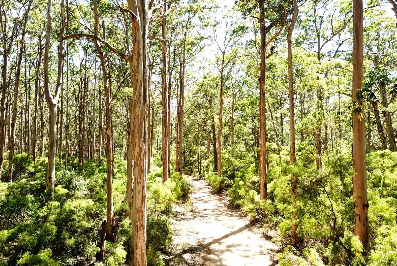 Picture of a bush land at the Bouddi National Park in Central Coast, NSW