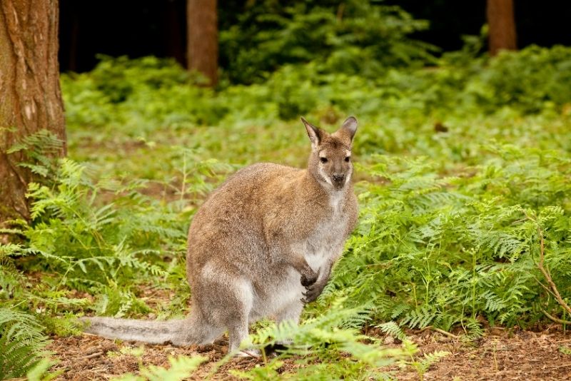 Picture of a kangaroo at Morriset Psychiatric Hospital