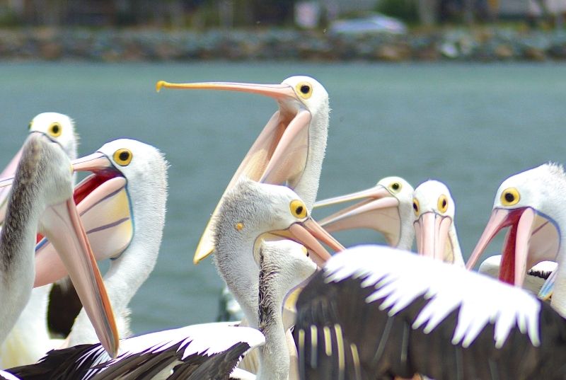 Picture of a pod of pelican at the Pelican Feeder at The Entrance in Central Coast