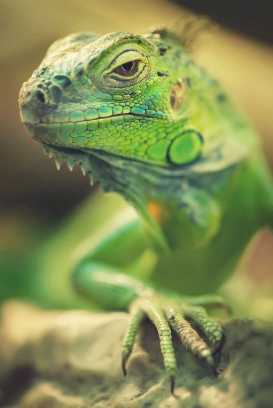 Green iguana at the Australian Reptile Park in Central Coast